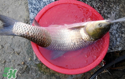 釣鯇魚用什么魚餌？鯇魚怎么做好吃