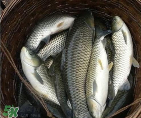 鯇魚和草魚哪個好吃？鯇魚和草魚的區(qū)別
