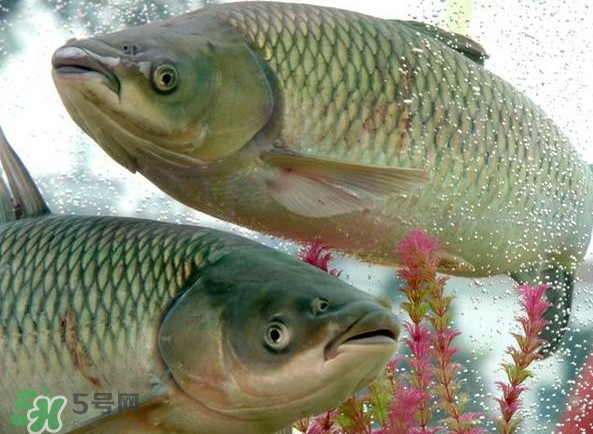 脆肉鯇吃什么的？脆肉鯇和皖魚有什么區(qū)別
