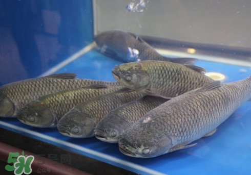 釣鯇魚用什么魚餌？鯇魚怎么做好吃