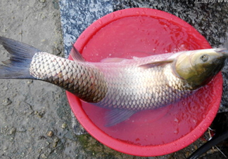 釣鯇魚用什么魚餌？鯇魚怎么做好吃