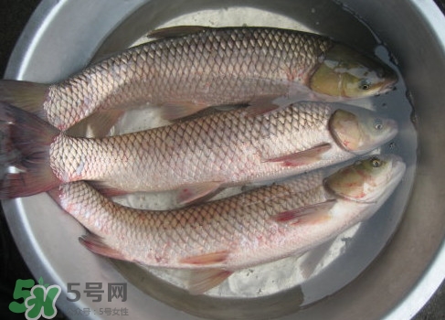 鯇魚(yú)是什么魚(yú)？鯇魚(yú)是怎樣來(lái)的