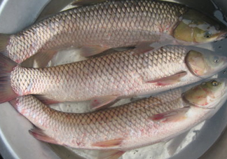 鯇魚是什么魚？鯇魚是怎樣來(lái)的