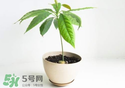 牛油果核能吃嗎？牛油果核怎么種盆栽？