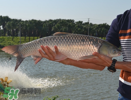 草魚怎么養(yǎng)殖成脆肉鯇？脆肉鯇養(yǎng)殖條件及技術(shù)