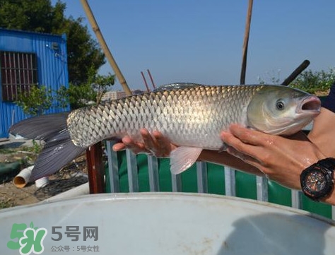 脆肉鯇是什么魚？脆肉鯇口感為什么是脆的