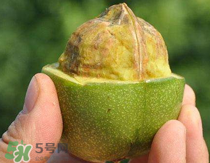青皮核桃可以冷凍嗎？青皮核桃可以冷藏嗎？