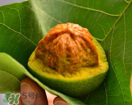 青皮核桃可以冷凍嗎？青皮核桃可以冷藏嗎？