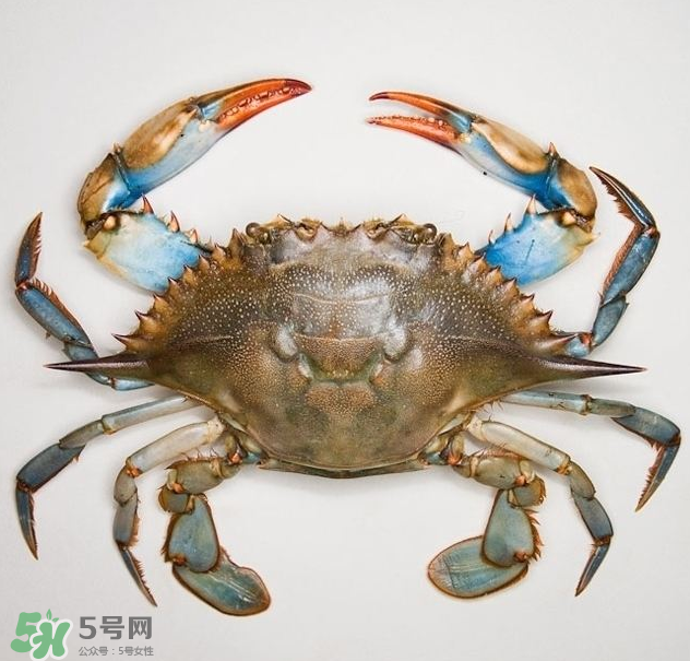 蟹膏是綠色的嗎？蟹膏是黑色的能吃嗎？