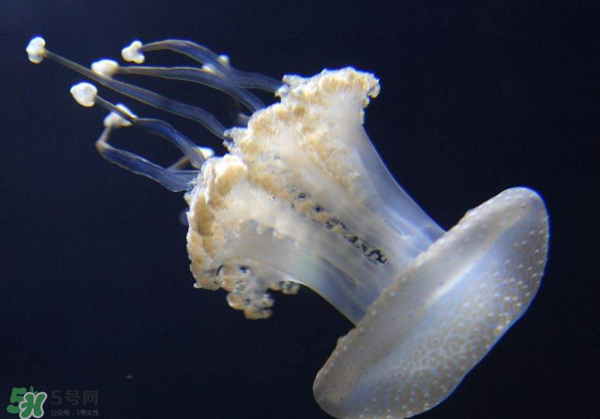 海蜇是生吃嗎？海蜇怎么吃？