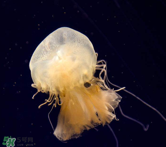 海蜇是生吃嗎？海蜇怎么吃？