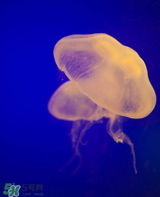 海蜇不能和什么一起吃？海蜇食用禁忌