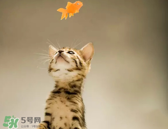 孟加拉豹貓多少錢(qián)一只？孟加拉豹貓粘人嗎