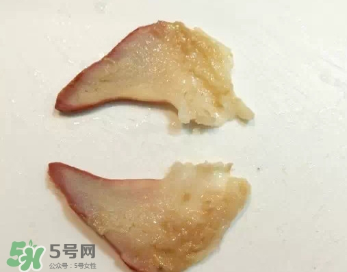 北極貝多少錢一斤？北極貝長什么樣子