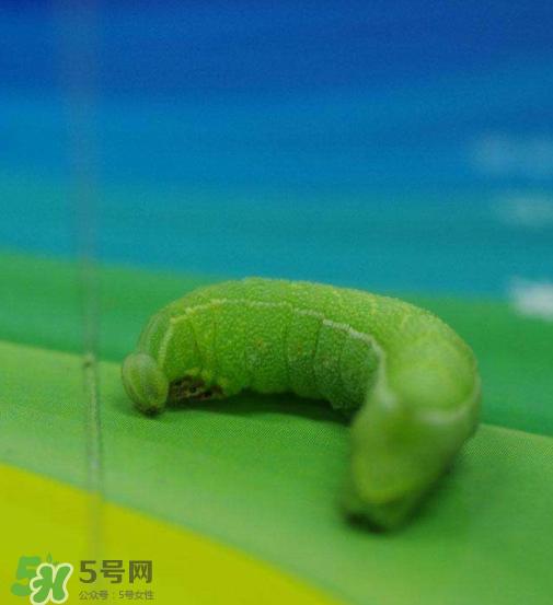 豆蟲(chóng)多少錢一斤市場(chǎng)價(jià)格2022 豆蟲(chóng)可以做什么菜