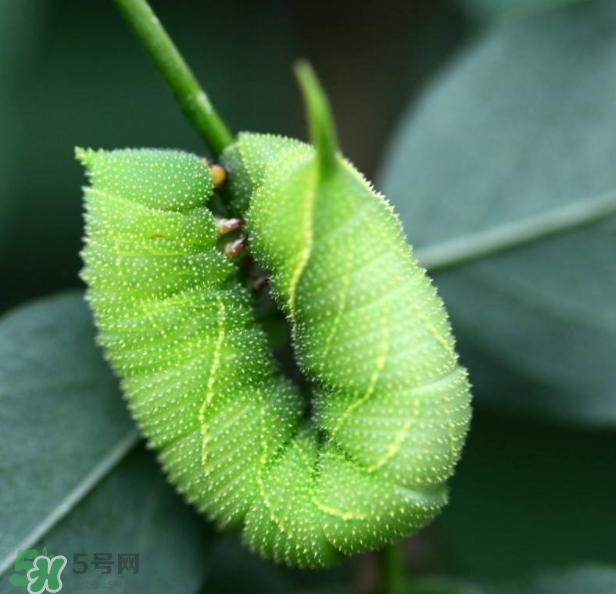 豆蟲(chóng)多少錢一斤市場(chǎng)價(jià)格2022 豆蟲(chóng)可以做什么菜