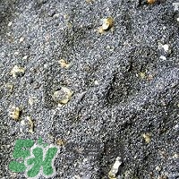 核桃粉怎么做？核桃粉的功效與作用