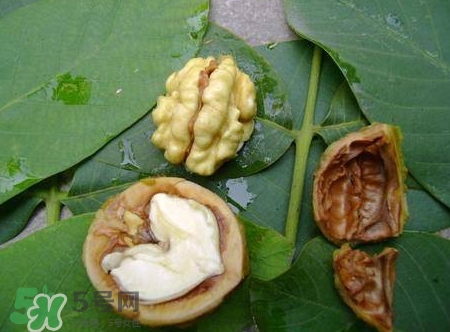 青皮核桃和干核桃哪個營養(yǎng)高？有什么區(qū)別？