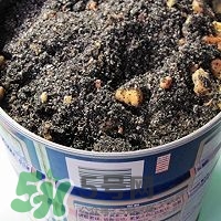 核桃粉怎么做？核桃粉的功效與作用