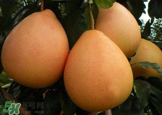三紅蜜柚是哪里產(chǎn)的？三紅蜜柚什么時(shí)候上市？
