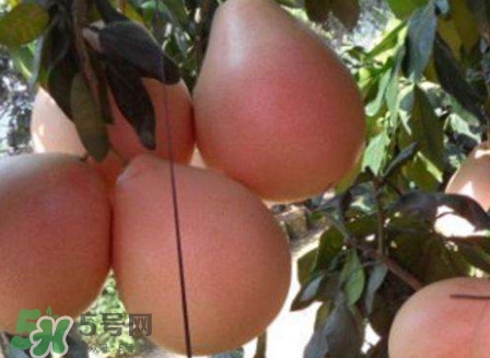 三紅蜜柚怎么挑選？三紅蜜柚種植方法與技巧