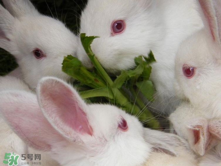 兔肉和羊肉能一起吃嗎？兔肉和羊肉相克嗎？