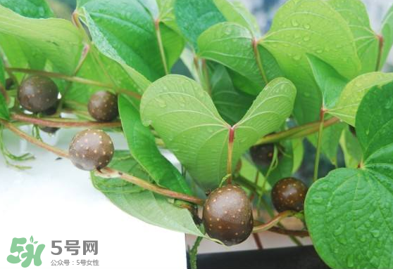 山藥豆能生吃嗎？山藥豆能帶皮吃嗎？