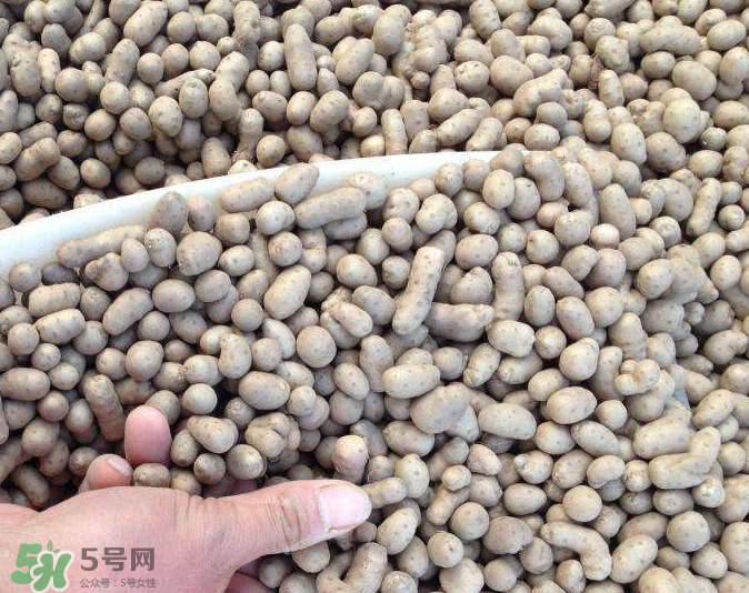 山藥豆能種植嗎？山藥豆怎么種？