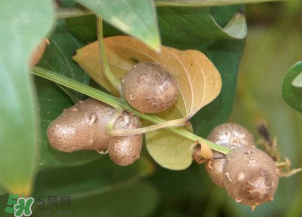 山藥豆能種植嗎？山藥豆怎么種？