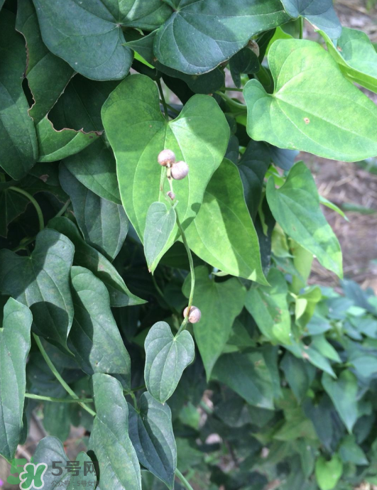山藥豆能種植嗎？山藥豆怎么種？