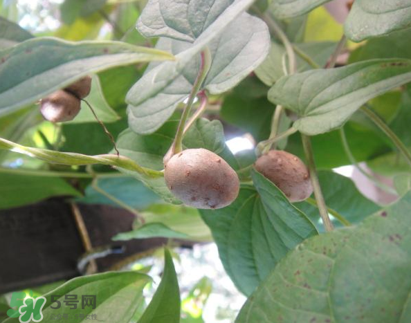 山藥豆能泡酒嗎？山藥豆能打豆?jié){嗎？