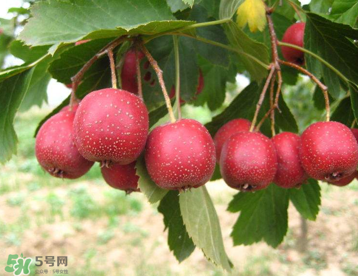 山楂和菊花能一起泡水喝嗎？
