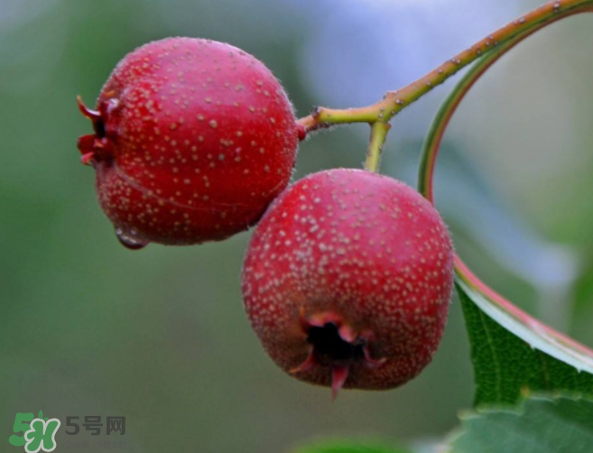 山楂和決明子泡茶喝的功效是什么？