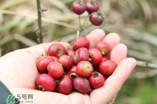 山楂和蜂蜜能一起沖水喝嗎？