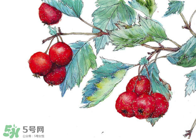 山楂要煲多長時間最好？山楂要什么時候吃最好？