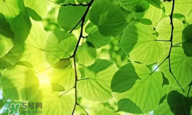 三伏天吃什么？三伏天養(yǎng)生