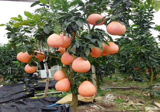 三紅蜜柚幾年結(jié)果？種三紅蜜柚好還是紅肉蜜柚好？
