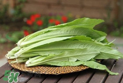 萵苣葉能吃嗎？萵苣葉和油麥菜有什么區(qū)別