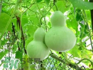 醋泡洋蔥能降血壓嗎？哪些食物可以降血壓？