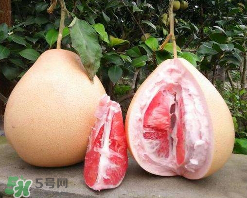 三紅蜜柚多少錢一斤2017？三紅蜜柚好吃嗎