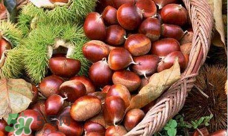 板栗酒能治療腎陽(yáng)虛嗎？板栗泡酒真的能壯陽(yáng)嗎？