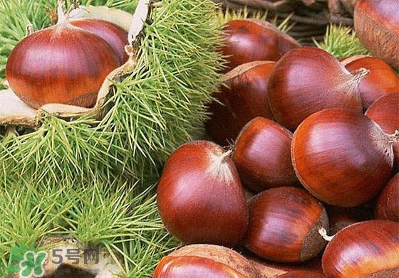 板栗酒能治療腎陽(yáng)虛嗎？板栗泡酒真的能壯陽(yáng)嗎？