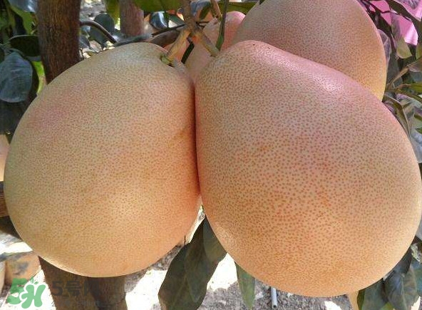 三紅蜜柚湖南可以種嗎？什么地方合適種三紅蜜柚