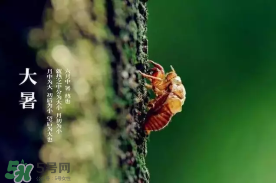 三伏天怎樣飲食？三伏天不宜做哪些事？