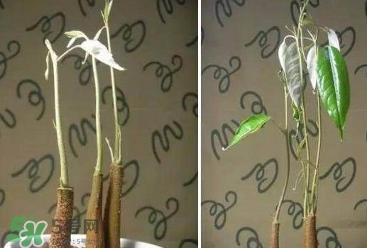 榴蓮籽能種嗎？榴蓮籽怎么種小盆栽？