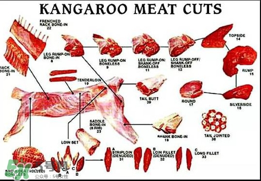 袋鼠是老鼠嗎？袋鼠肉好吃嗎