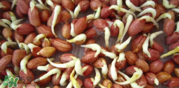 什么樣的花生適合發(fā)芽？花生的食用方法