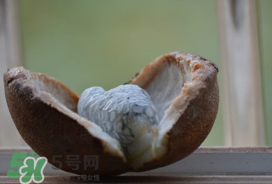八月炸適合哪里種植？八月炸作用和功效是什么