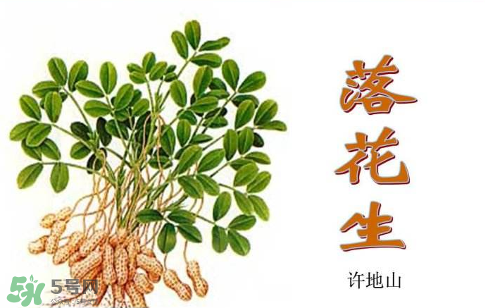 落花生是什么？關(guān)于花生的分解