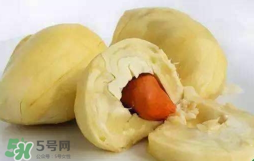 榴蓮籽能種嗎？榴蓮籽怎么種小盆栽？